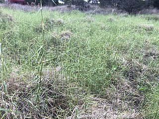 <i>Muhlenbergia utilis</i> Species of flowering plant