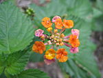 Multi-colored flower.JPG