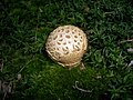 Unknown mushroom (4)