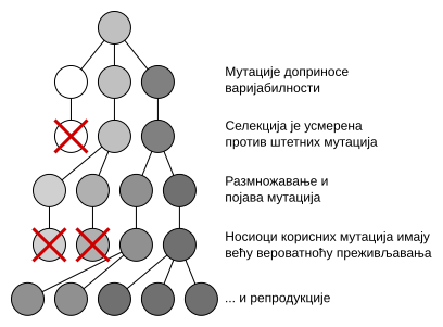 File:Mutation and selection diagram sr.svg