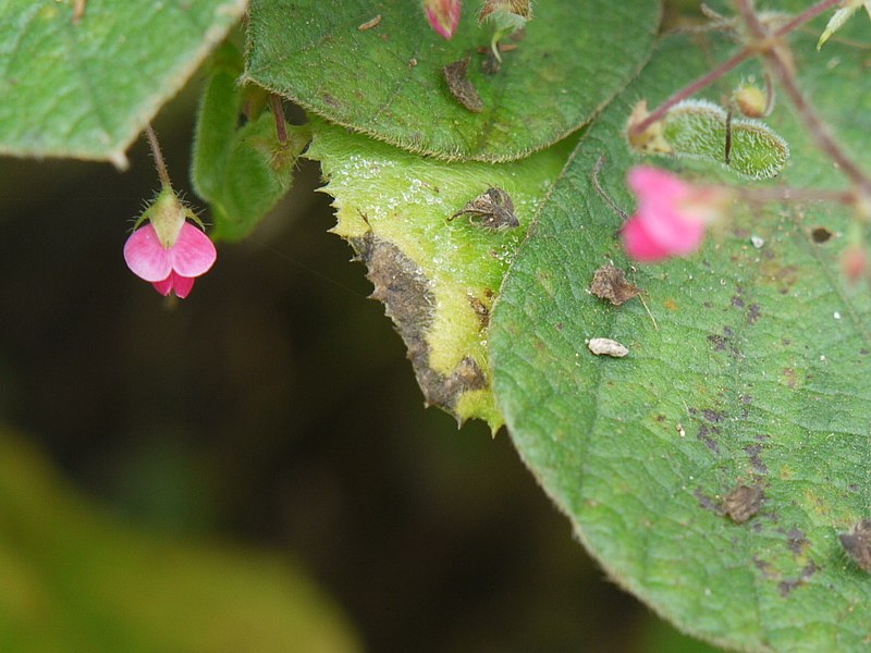 File:Muvilai-p-punnai (Tamil- மூவிலைப்புன்னை) (4195179662).jpg