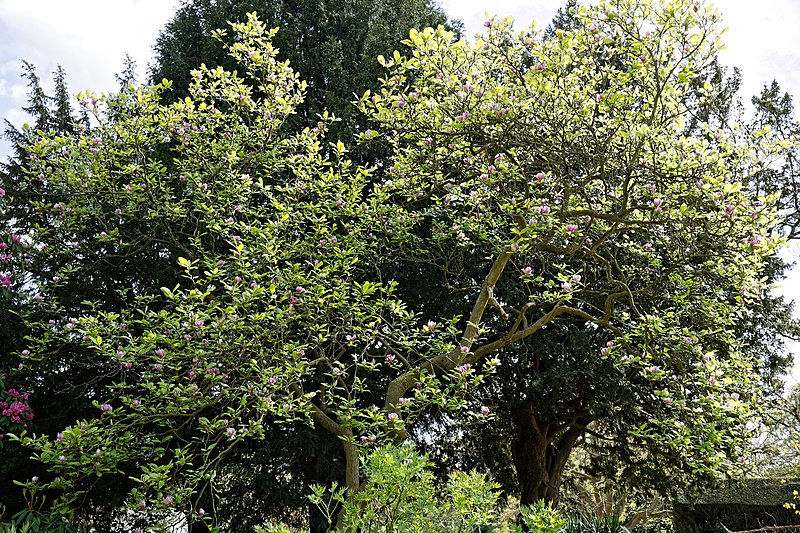 File:Myddelton House garden, Enfield, London ~ pink flowering magnolia.jpg