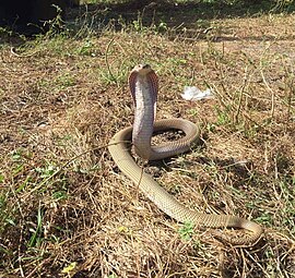 Philippine spitting cobra (Naja philippinensis)