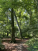 Buchenwald auf dem Gallberg