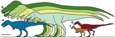 Сравнение динозавров. Nanuqsaurus hoglundi. Тирекс рост. Нанукзавр рост. Нанукзавр скелет.