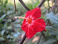 Native flower from India - other1.jpg