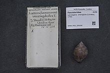 Центр биоразнообразия Naturalis - RMNH.MOL.209299 - Latirolagena smaragdula (Linnaeus, 1758) - Fasciolariidae - Mollusc shell.jpeg