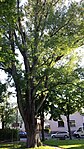 Black poplar (Populus nigra)