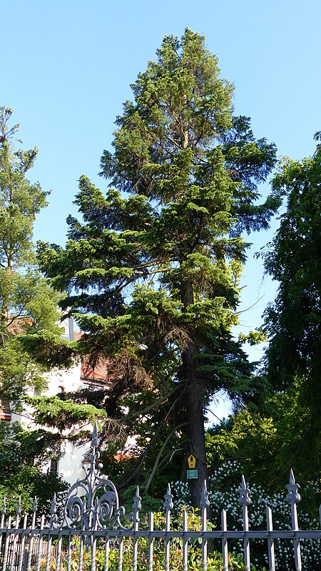 Naturdenkmal Berg Hemlocktanne Käthe Kollwitz Ufer Dresden 1