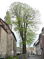 1 linden tree