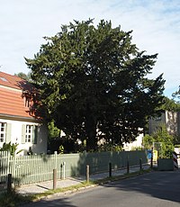 Natural monument no. 20 Common yew tree in the Nauener Vorstadt.jpg