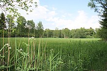 Das Naturschutzgebiet „Wasenmoos bei Grünkraut“ ist das Quellgebiet der Scherzach