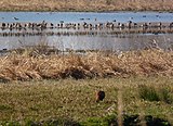 Vogels in rust