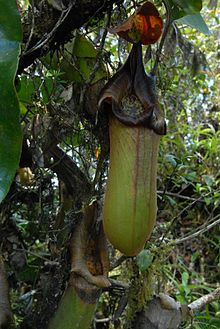 Atypical colour forms of N. truncata, such as this specimen with an unusually dark peristome, fall within the natural variation of this species Nepenthes truncata dark peristome.jpg