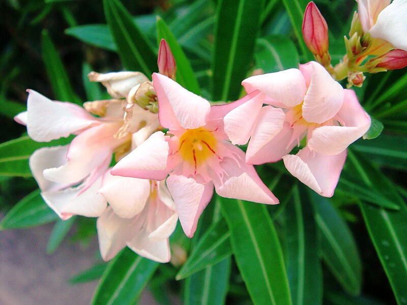 File:Nerium-oleander-20070918.JPG