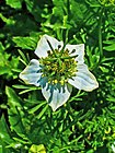 Nigella sativa 002.JPG