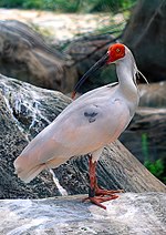 Miniatiūra antraštei: Kuoduotasis japoninis ibis