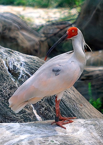 Crested ibis