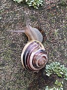 Noordwijk - Unidentified Gastropoda v2.jpg