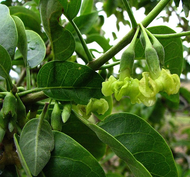 File:Nothocestrum breviflorum (4741004170).jpg