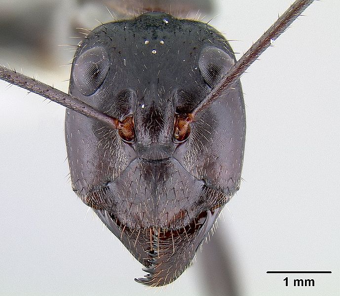 File:Notostigma carazzii casent0106112 head 1.jpg