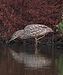 Nycticorax caledonicus5 - Christopher Watson.jpg