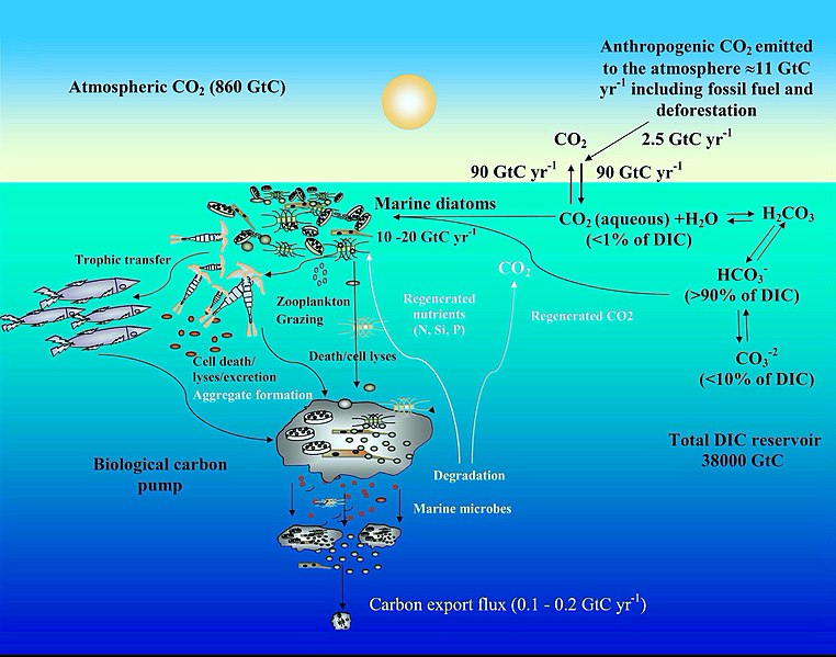 File:Ocean carbon cycle and diatom carbon dioxide concentration mechanisms 2.jpg