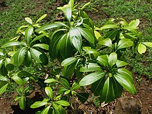 Ochrosia kauaiensis