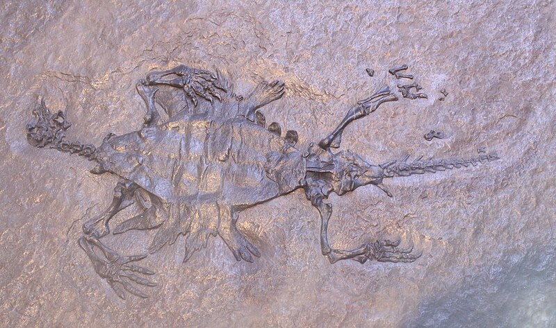 File:Odontochelys-Paleozoological Museum of China.jpg