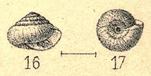 Odontosagda blandii shell.jpg