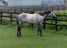 Шапка Огури в Yushun Stallion station.jpg