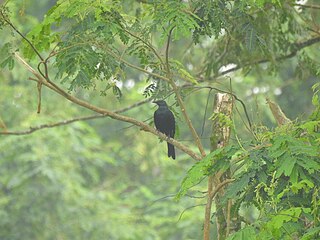 <span class="mw-page-title-main">Chestnut-winged starling</span> Species of bird