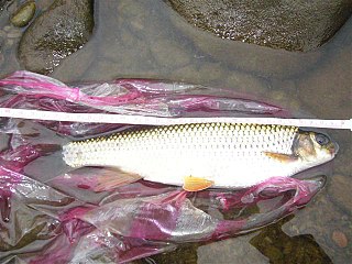 <i>Onychostoma barbatum</i> Species of fish