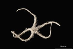 File:Ophiacantha baccata - OPH-000075 hab-ven.tif (Category:Echinodermata in the Natural History Museum of Denmark)