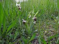 Ophrys holosericea France - Fort Louis