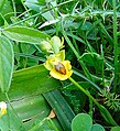 Ophrys lutea Sicily - Zingaro