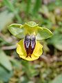 Ophrys lutea ssp. phryganae Monte Pellegrino, Palermo
