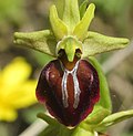 Ophrys sphegodes subsp. catalcana için küçük resim