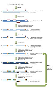 The optical sequencing cycle.