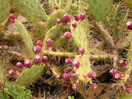 Opuntia dillenii (Los Sauces) 03 ies.jpg