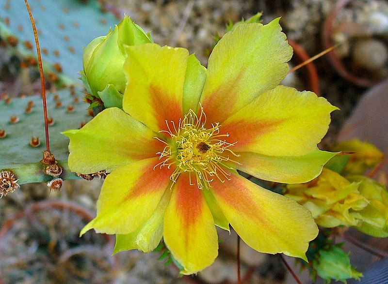 File:Opuntia gosseliniana 01.JPG