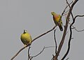 Orange-breasted Pigeon Treron bicinctus by Dr. Raju Kasambe DSCN3708 (5).jpg