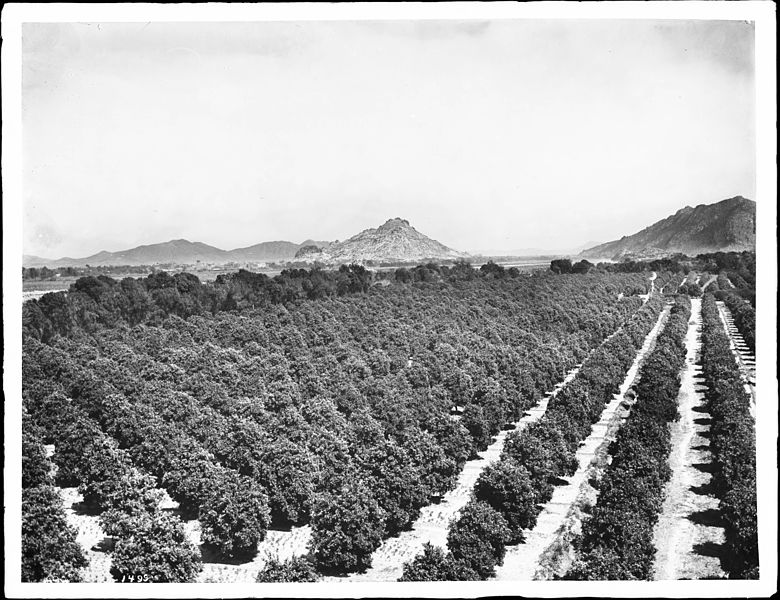 File:Orange orchard of General Torres, Hermosillo, Mexico, ca.1900-1910 (CHS-1499).jpg
