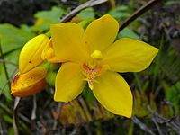 Spathoglottis aurea