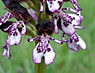 Purperorchis (Orchis purpurea)