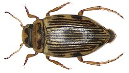 Oreodytes davisii