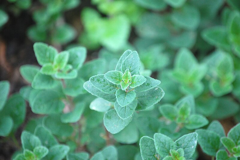 File:Origanum majorana - Jardim Botânico de São Paulo - DSC 0151.jpg