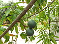 fruits (drupes) on the tree