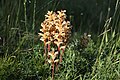 Orobanche lutea + Medicago falcata