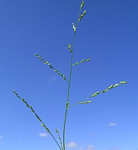 Ottochloa gracillima